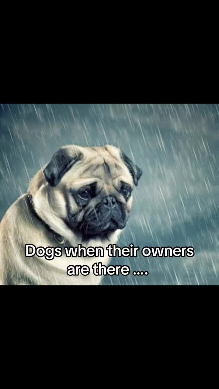 @Shampooches