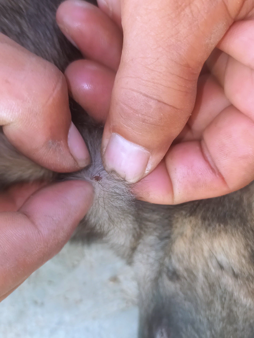 @dog757