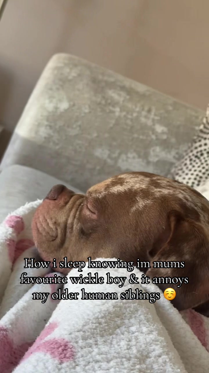@pablothelittlebullydog