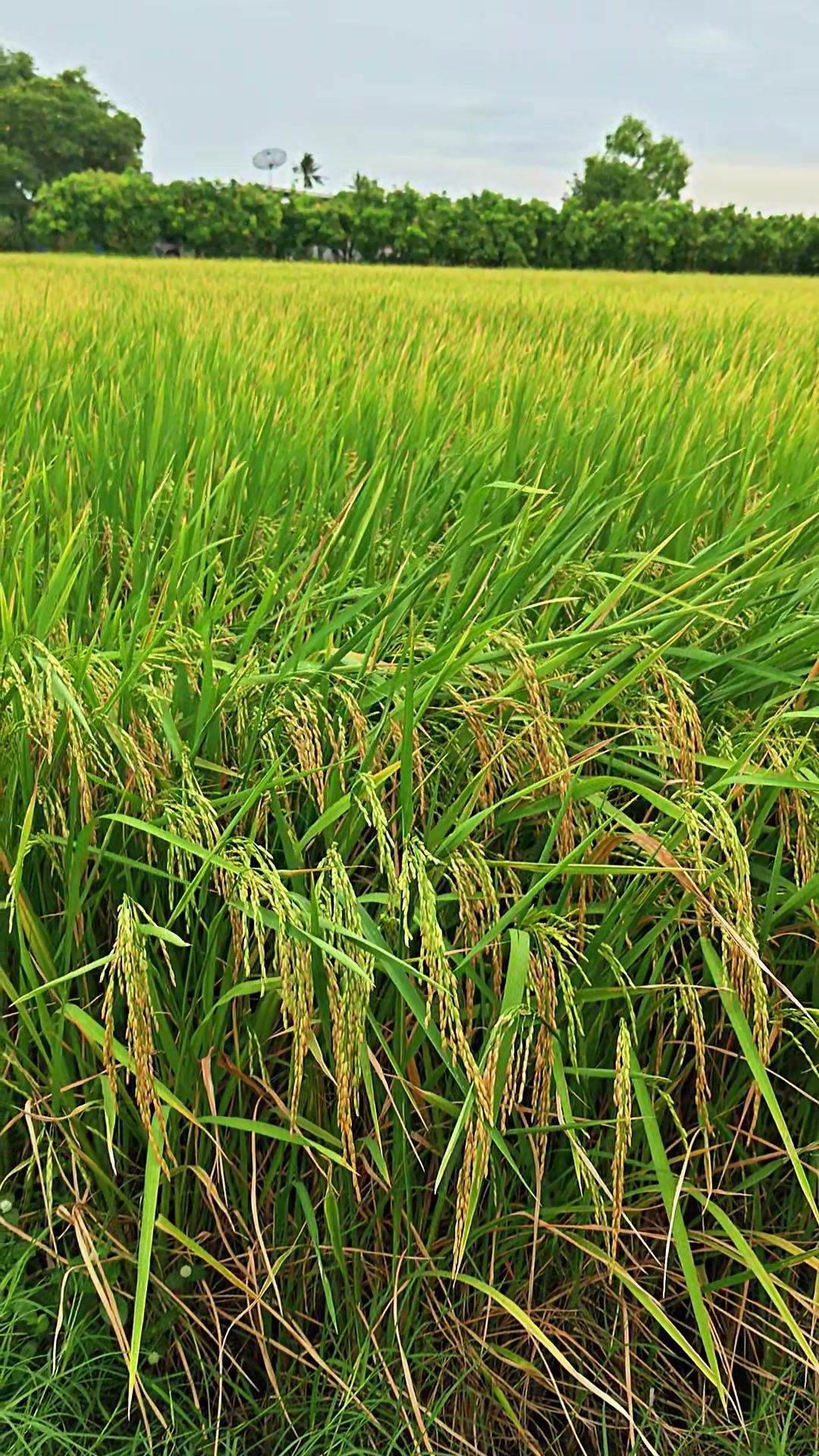 @ธัญมน🌾
