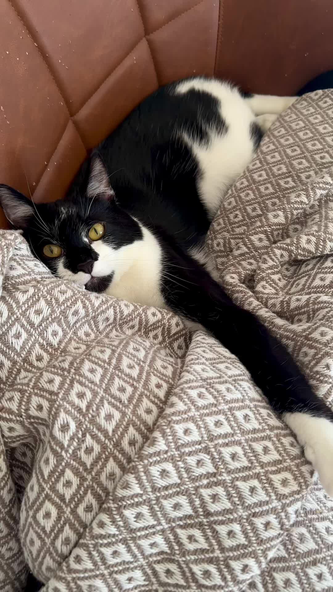 @Chibi.the.cat