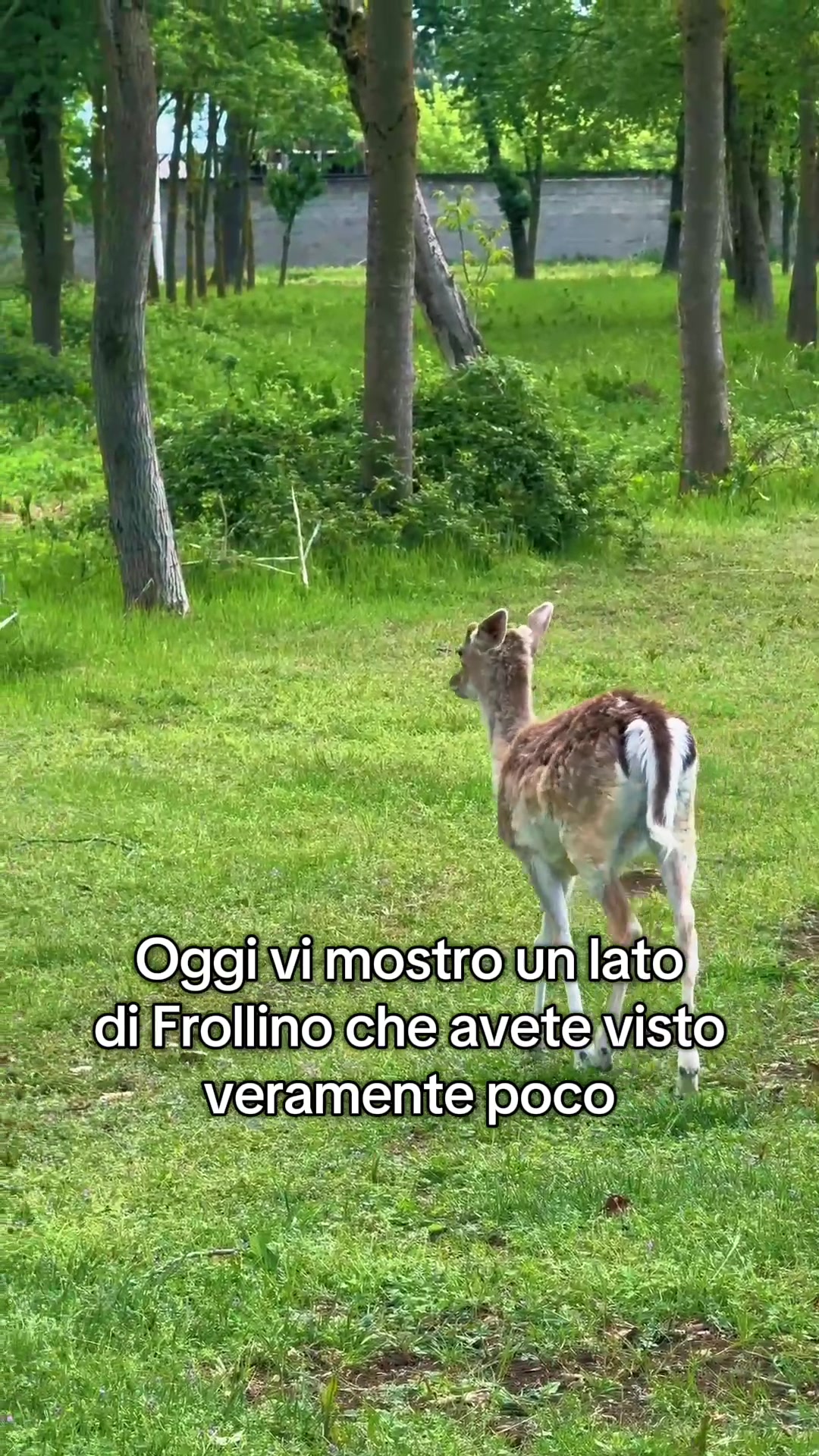 @Diario a Quattro Zampe