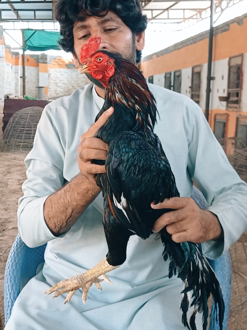 @Sajjad Aseel Farm