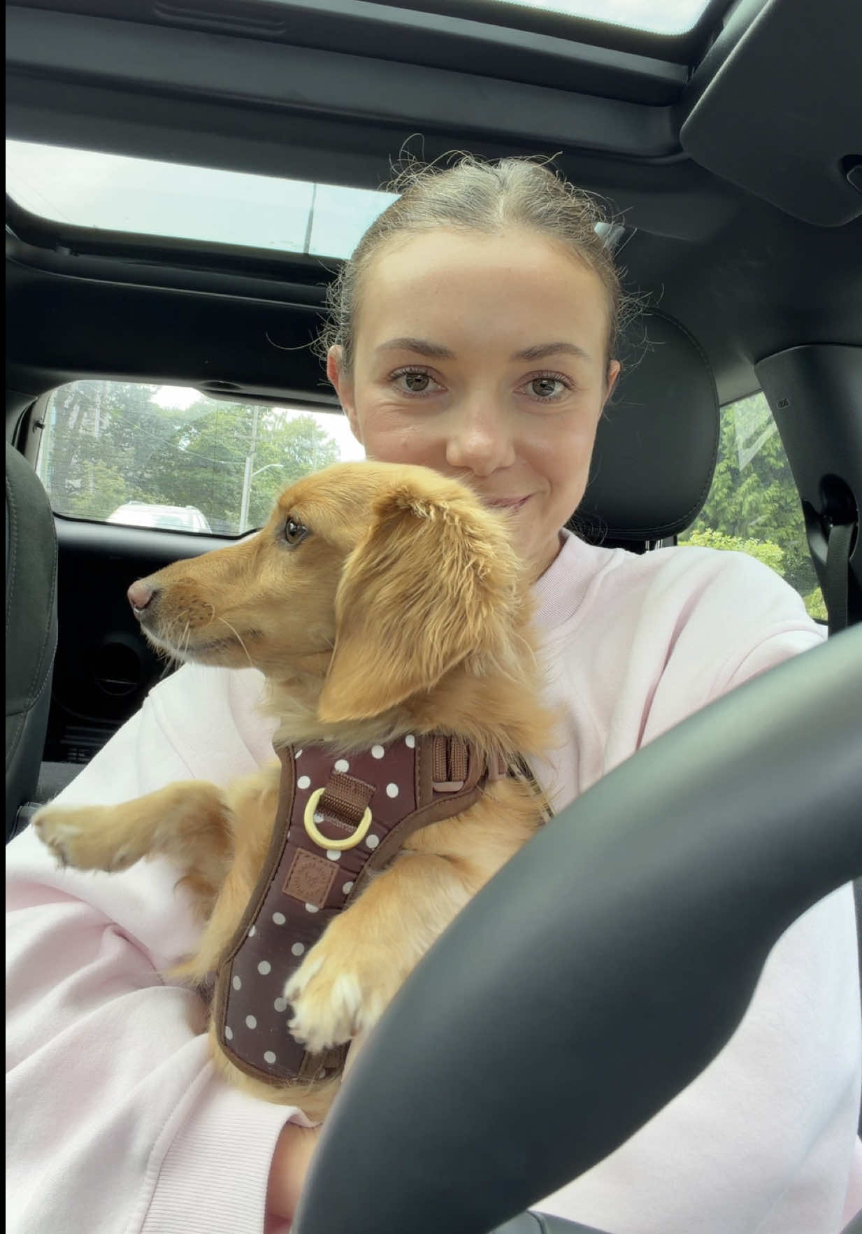 @cashewdachshund