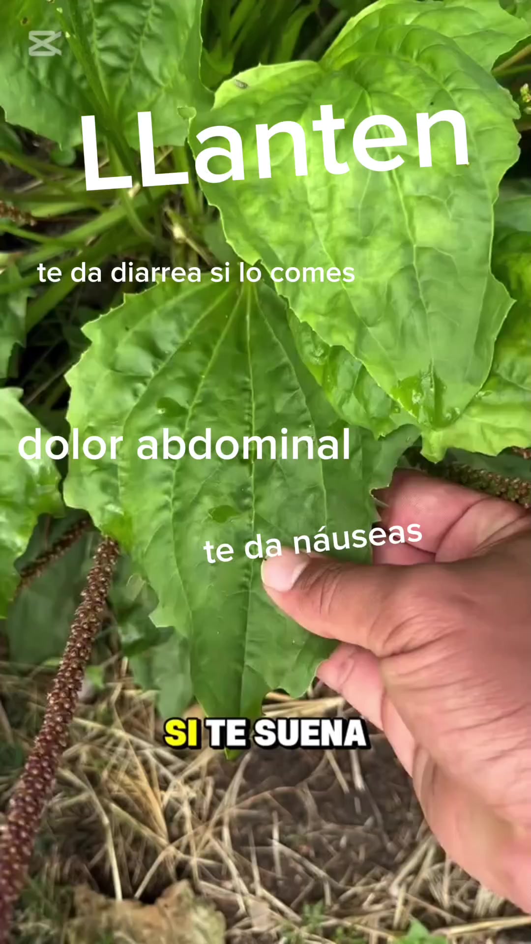 @fan&aacute;tico_de_las_hormigas🐜🐜🐜