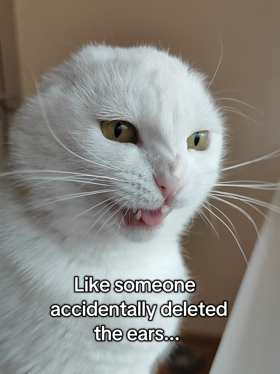 @Fluffy and Pixie