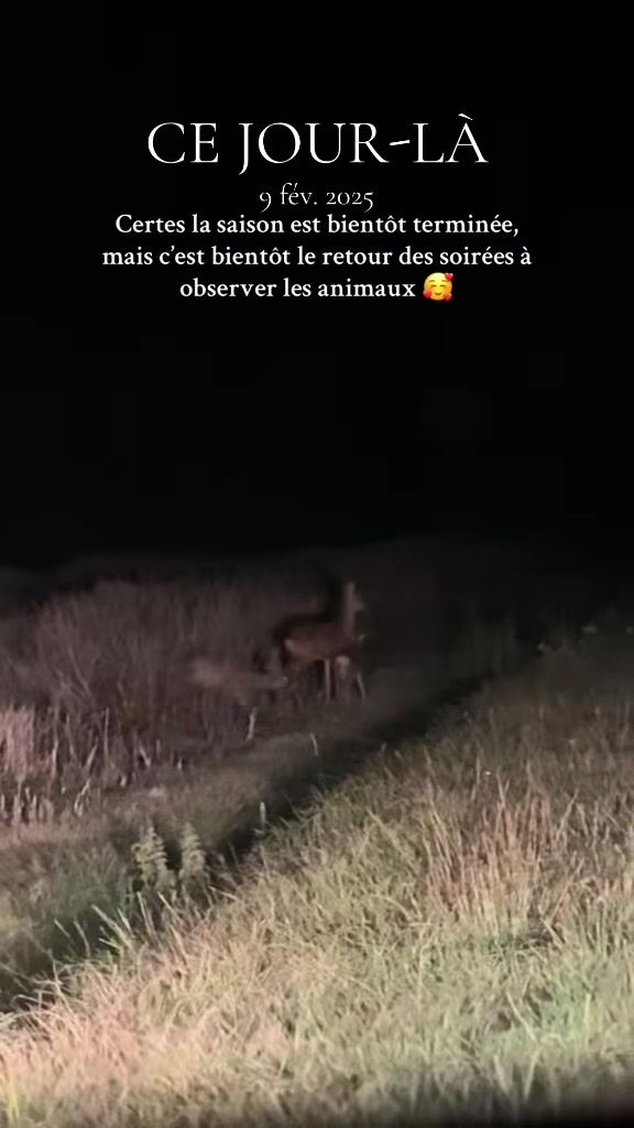 @Anaïs Huntress 🐗