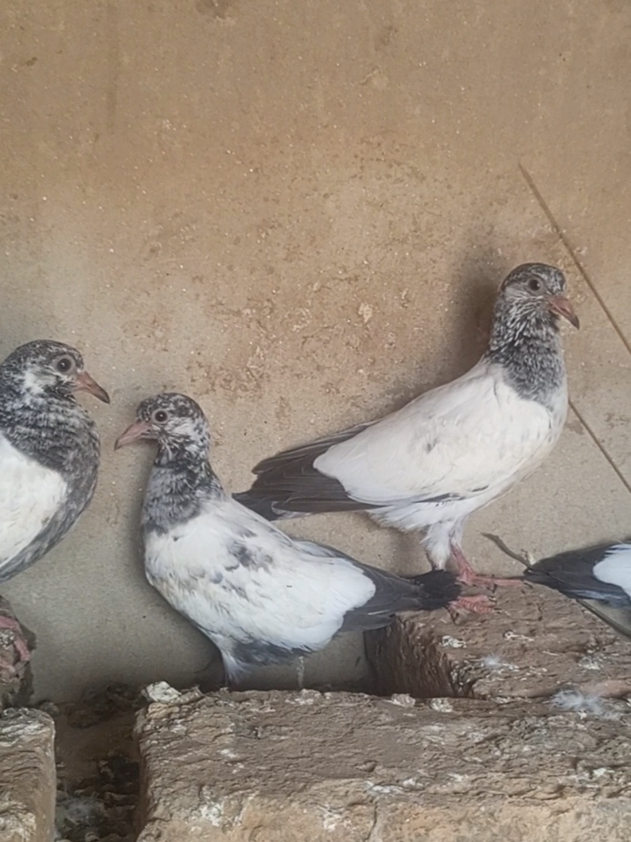@village pigeons point