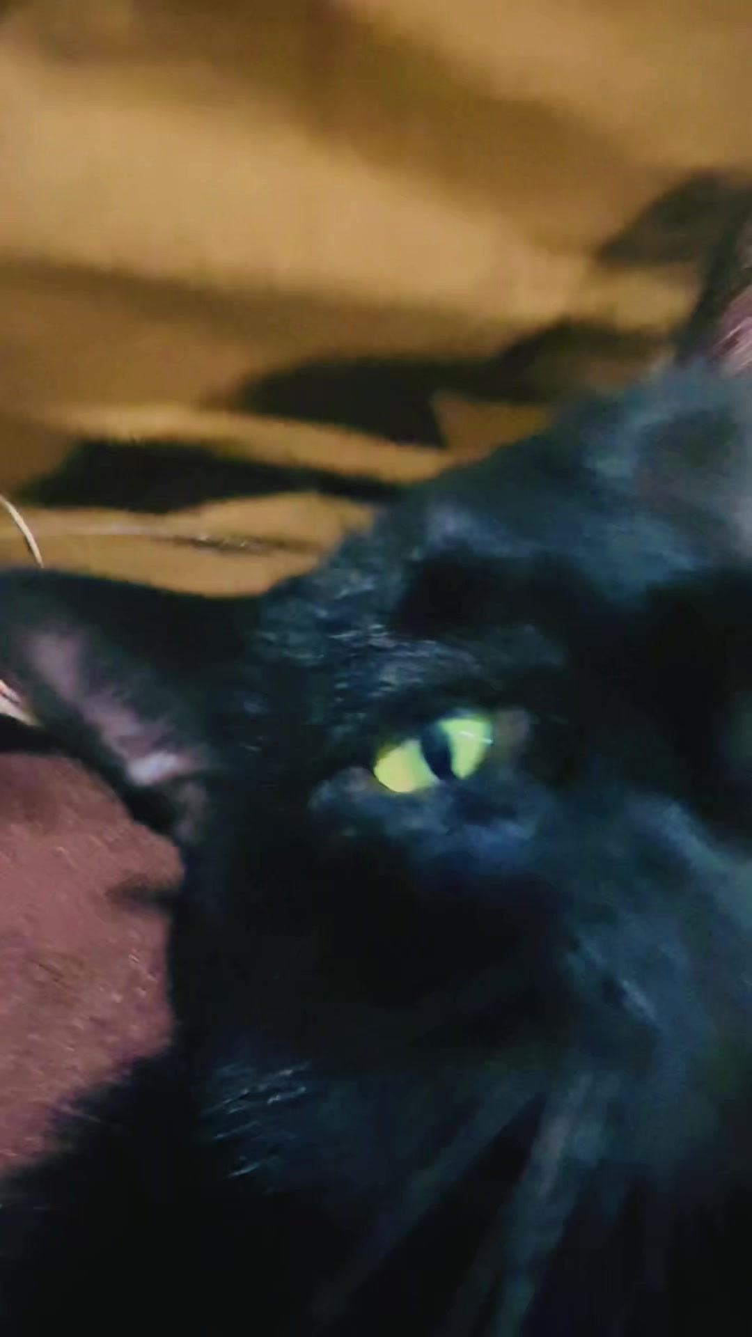 @pantherthecat_ 0711