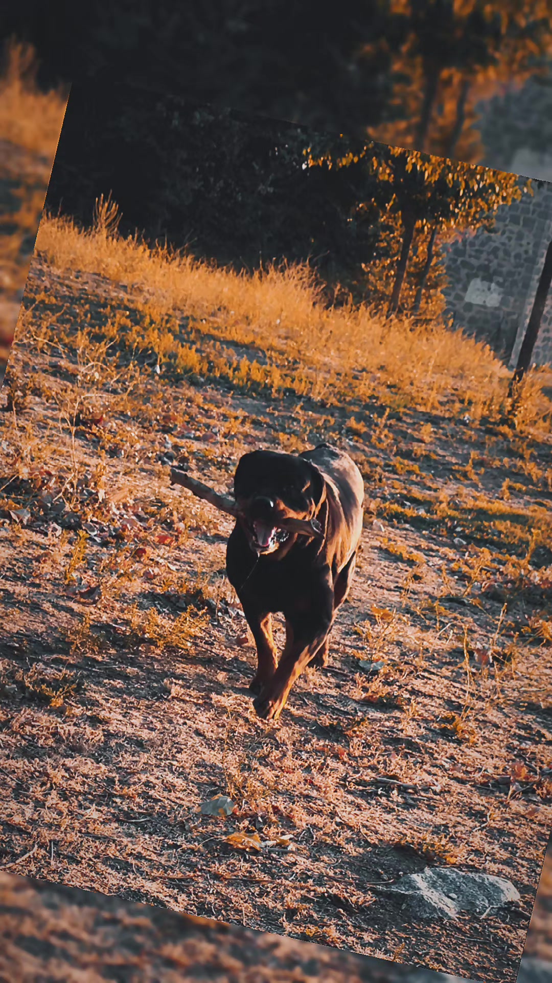 @❤️KyRa❤️RoTTie