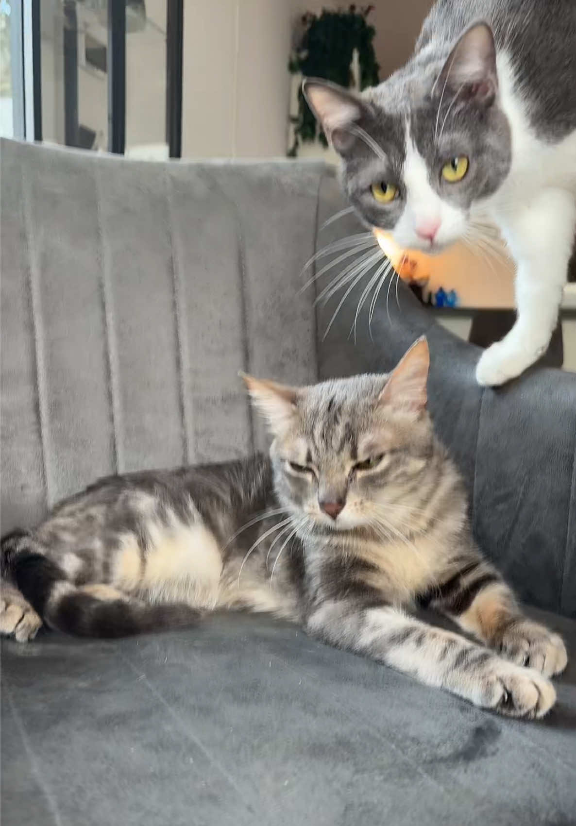 @Cippy & Romeo-a🤣