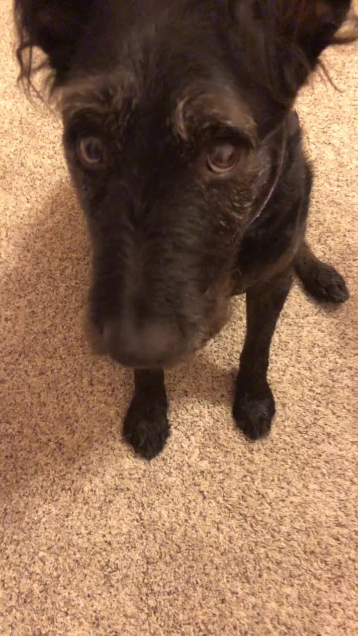 @discodogs13