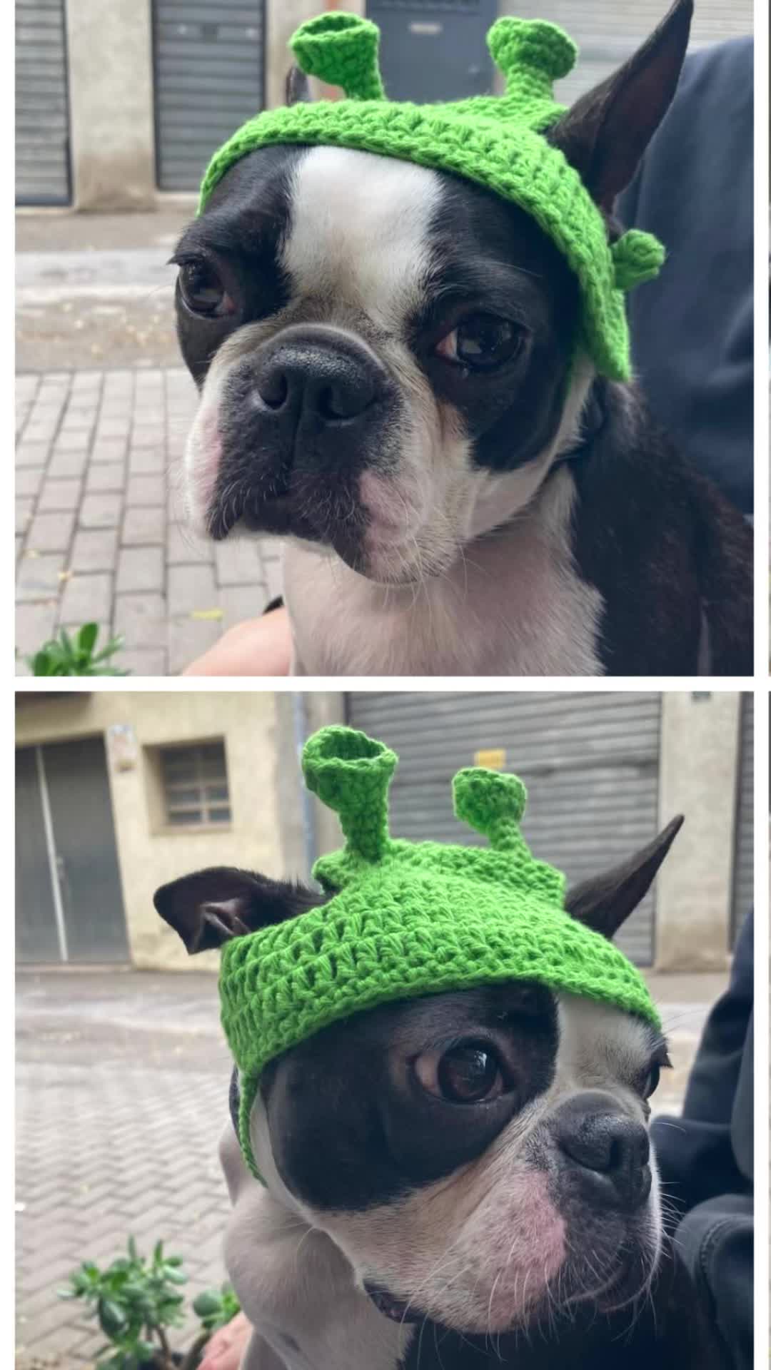 @Pipa 🐾 The Boston