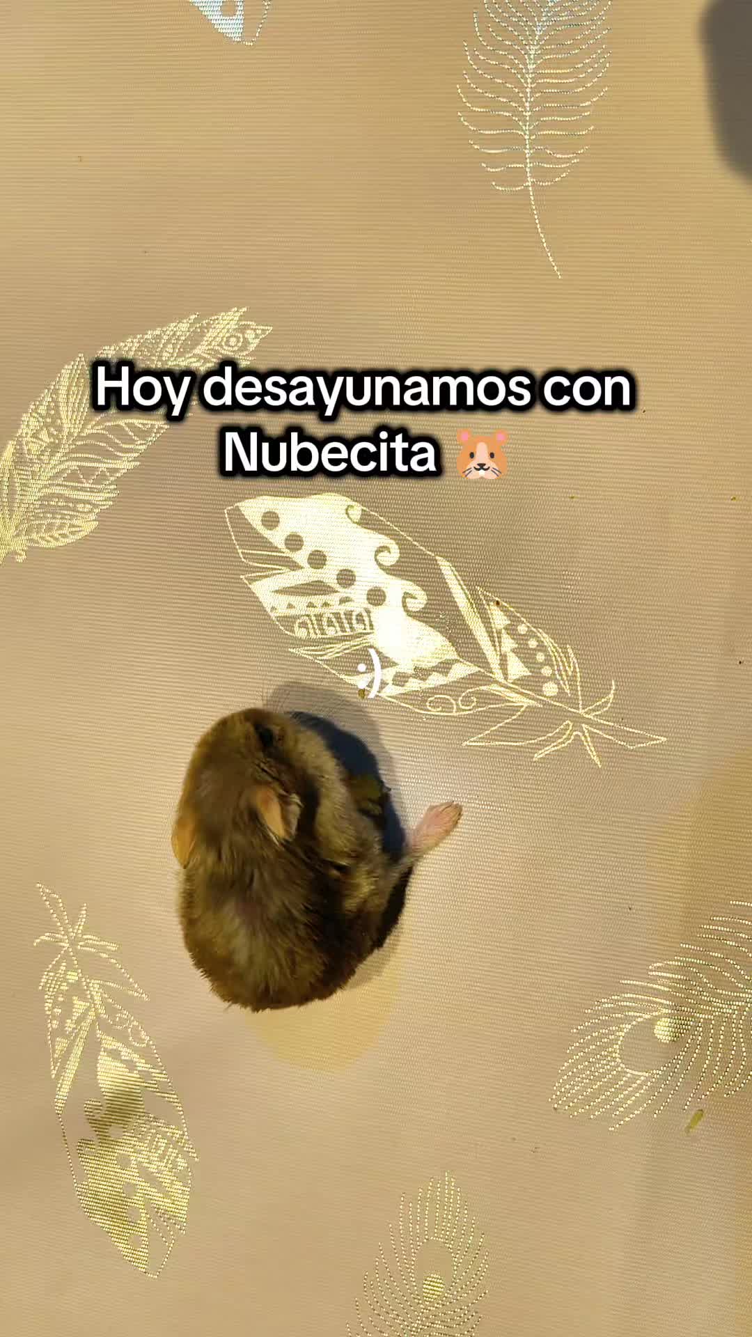 @◆🐹🅽︎ 🆈︎ 🅲︎🤍◆