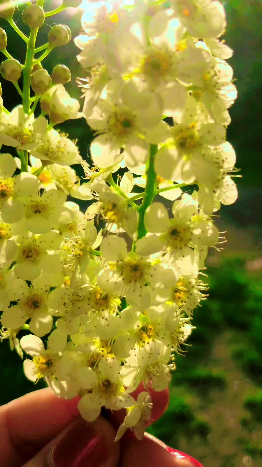 @seema17175