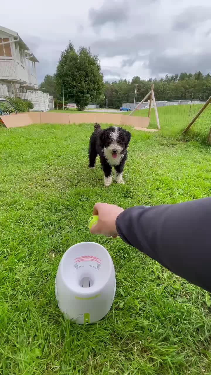 @Mhdogs 💎