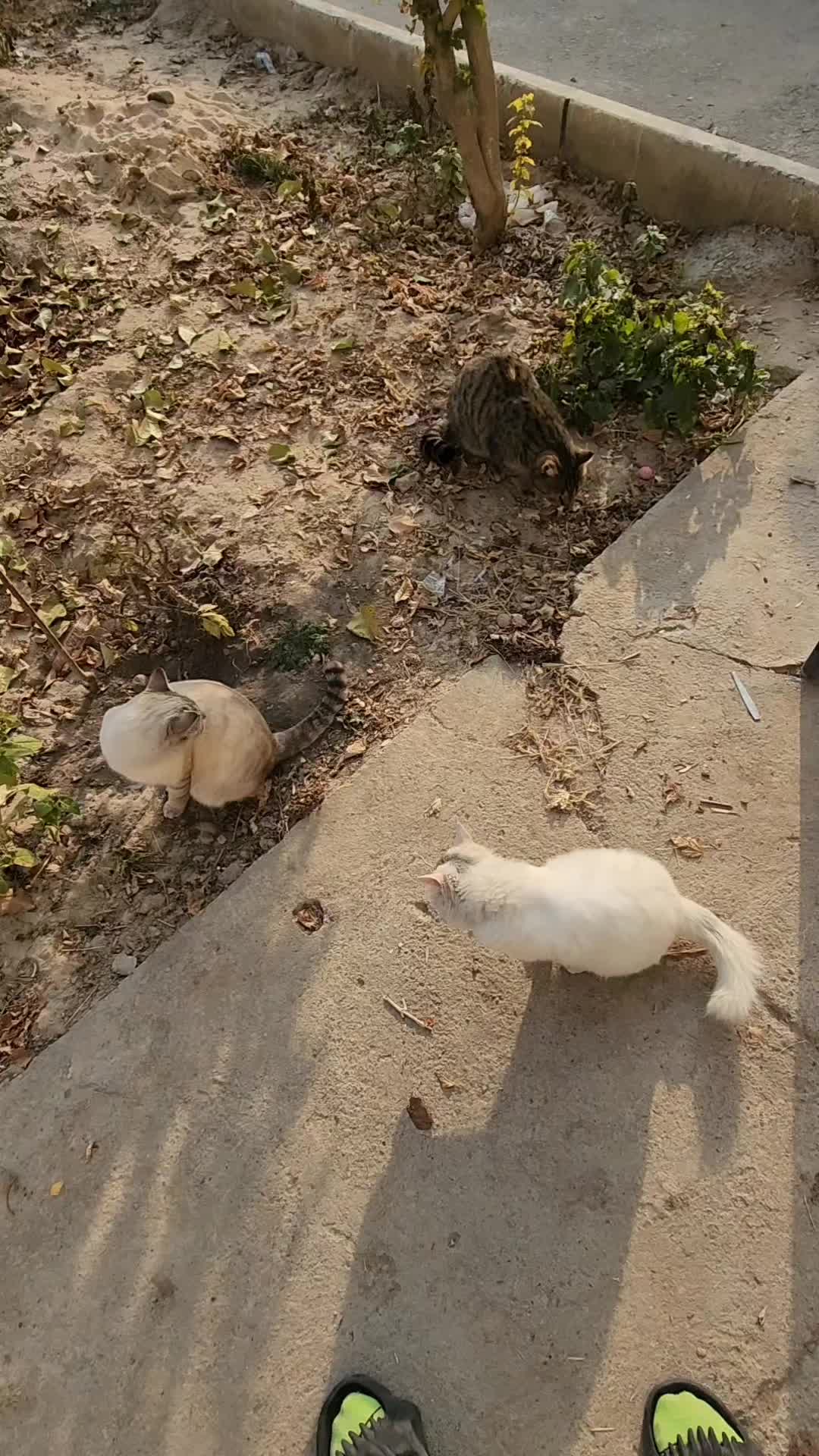 @Cat's Save