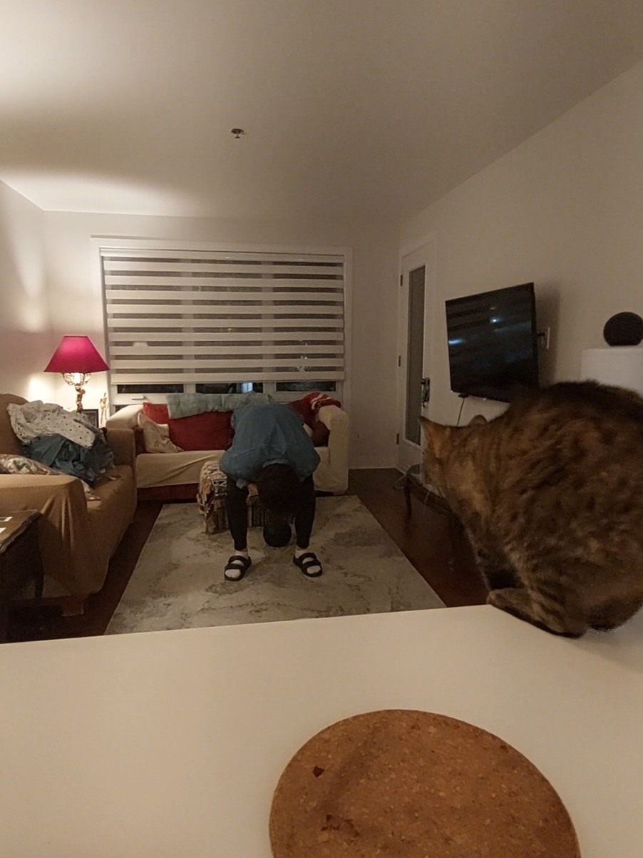 @Bellarda the cat
