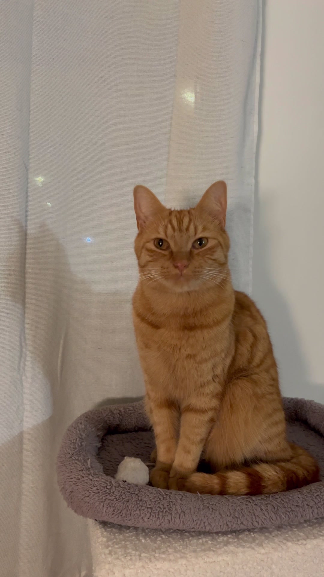 @ℂ𝕙𝕒 & 𝕄𝕚𝕝𝕠 ♈︎ 🐱