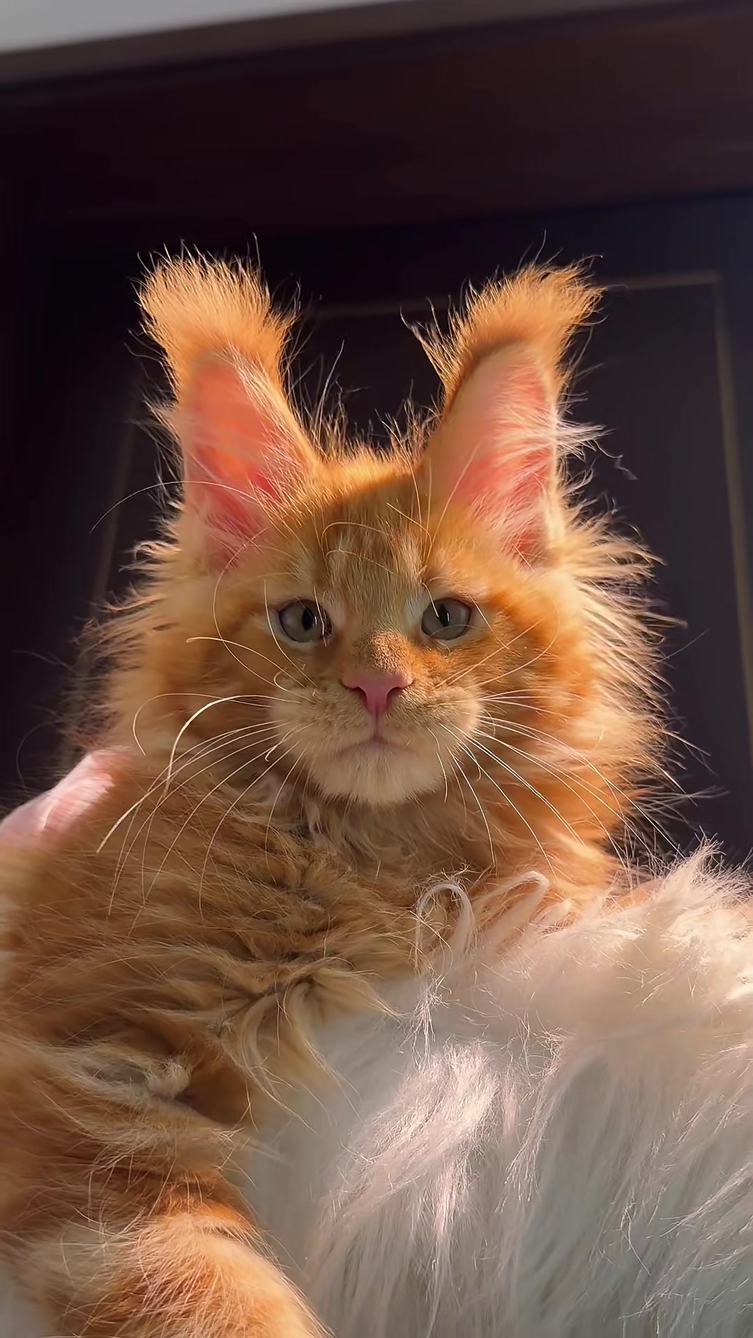 @Majestic Maine Coons 🐾