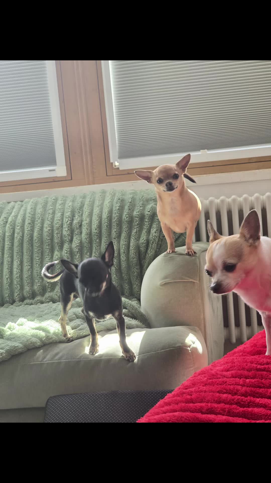 @Suffolk Chihuahuas