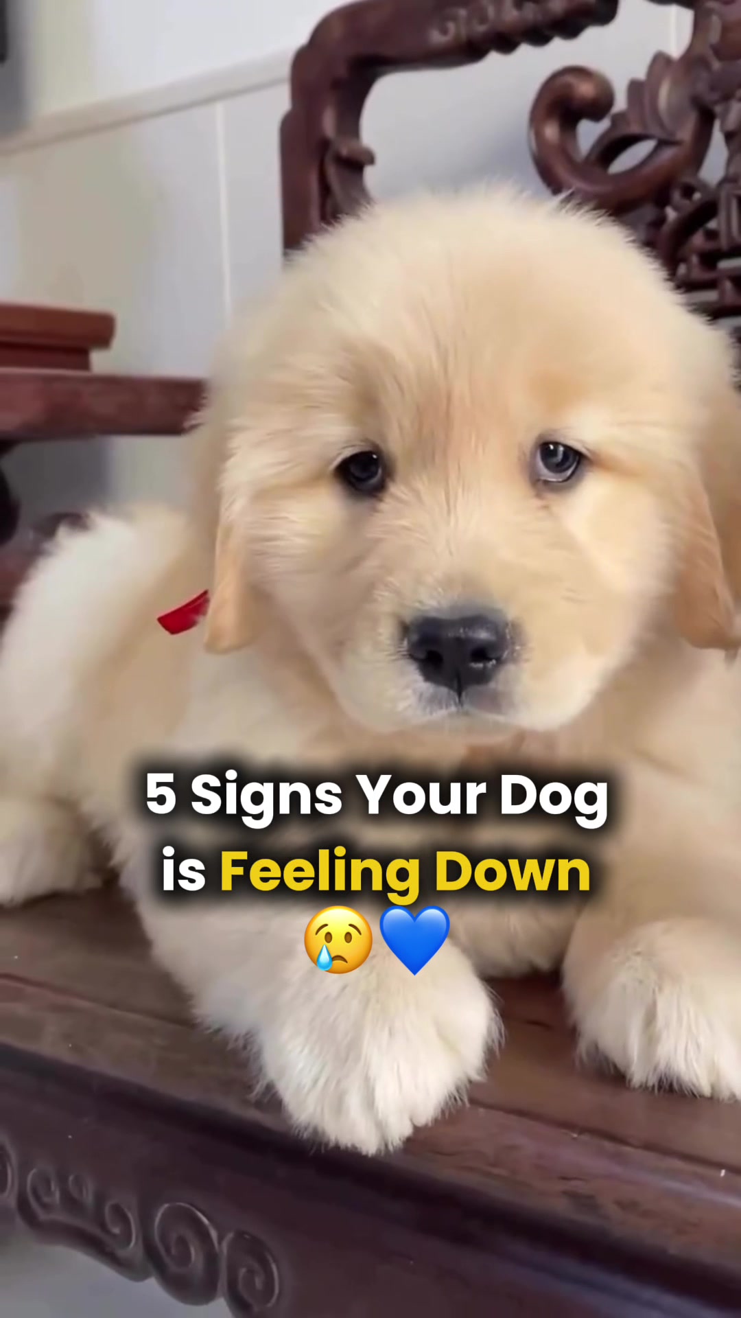 @Real Barks
