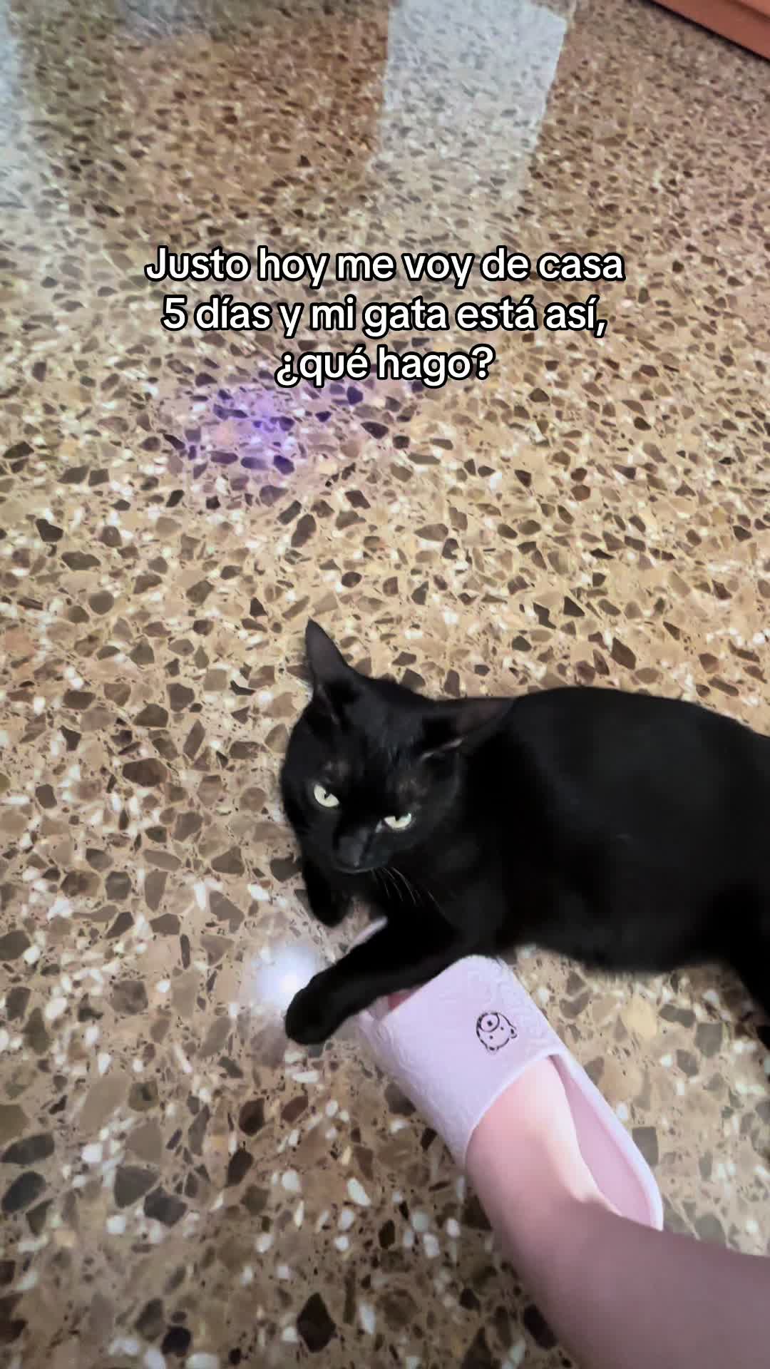 @BlackCatsMatter