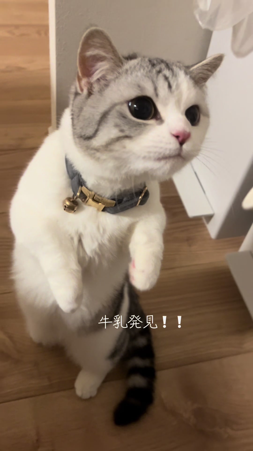 @短足マンチのえる♂