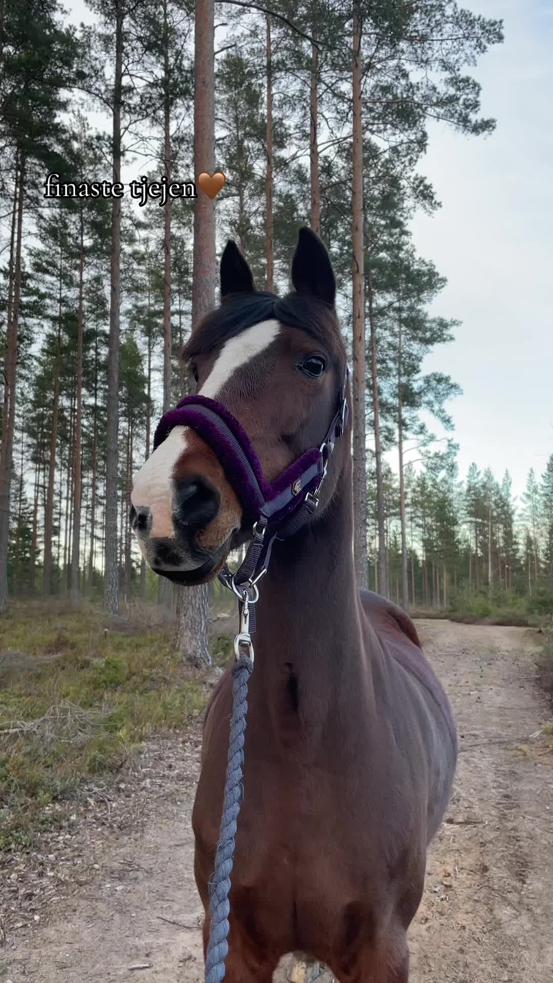 @🇸🇪Meja Karlsson🇸🇪