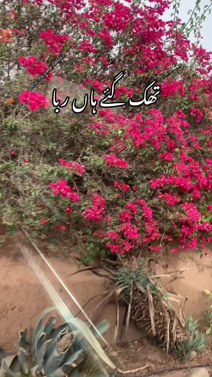 @Parveen Akhtar