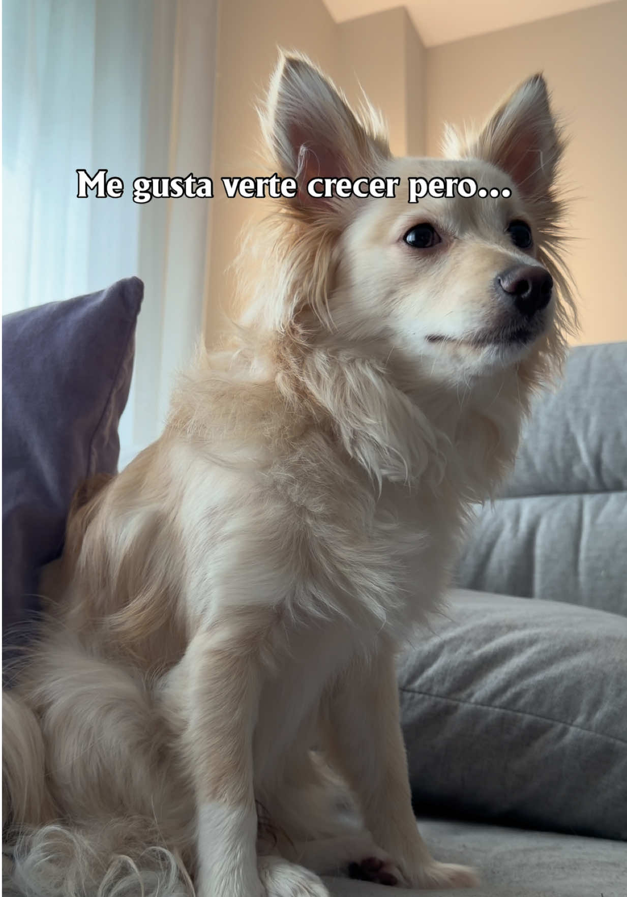 @paracetamor