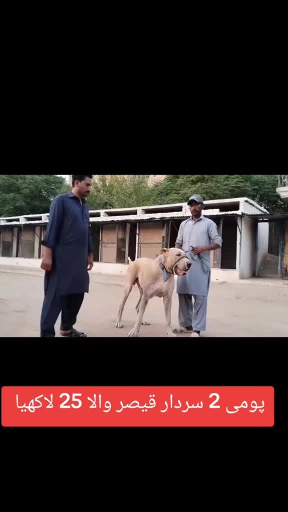 @bullishokeen2