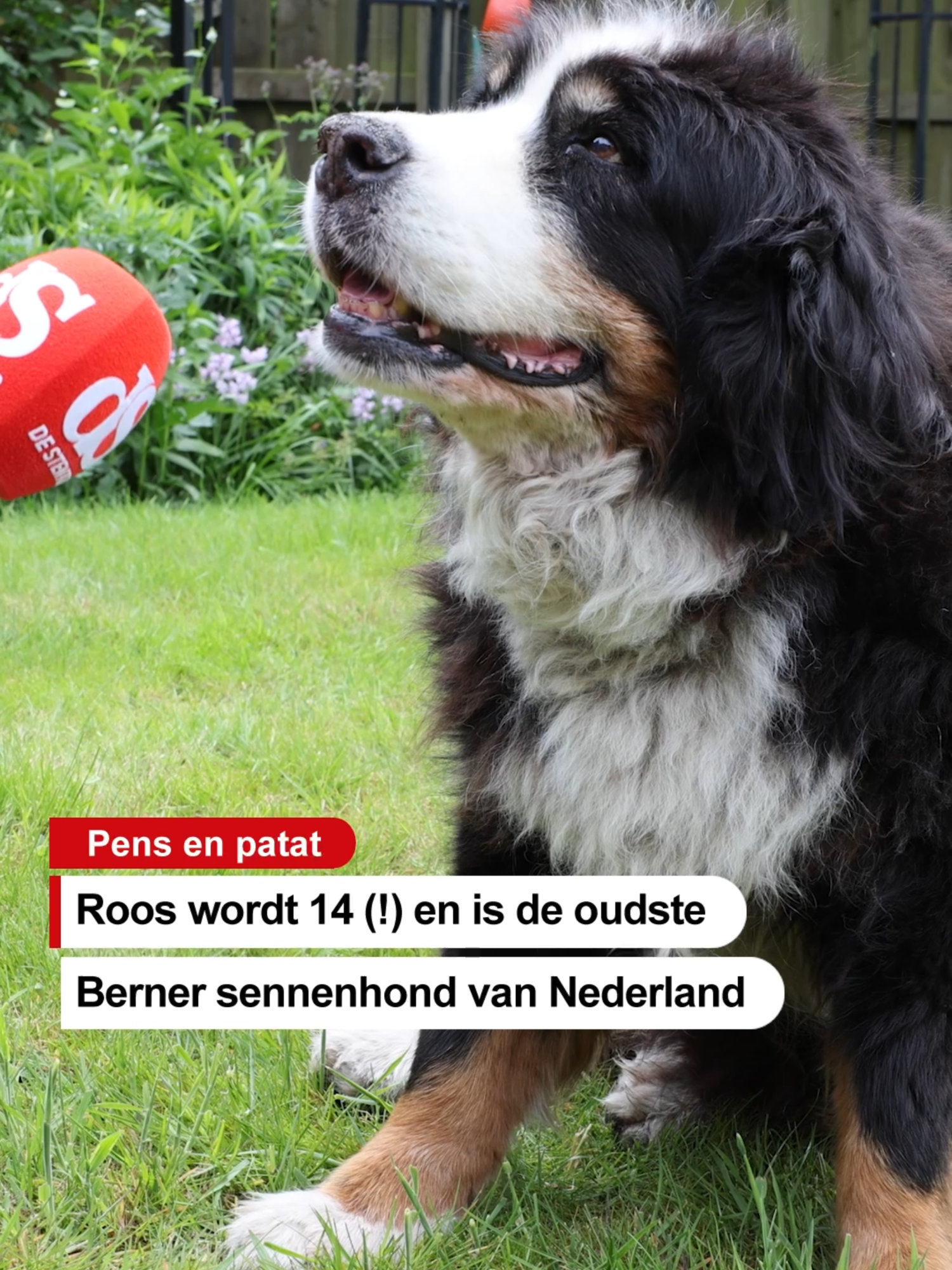 @De Stentor