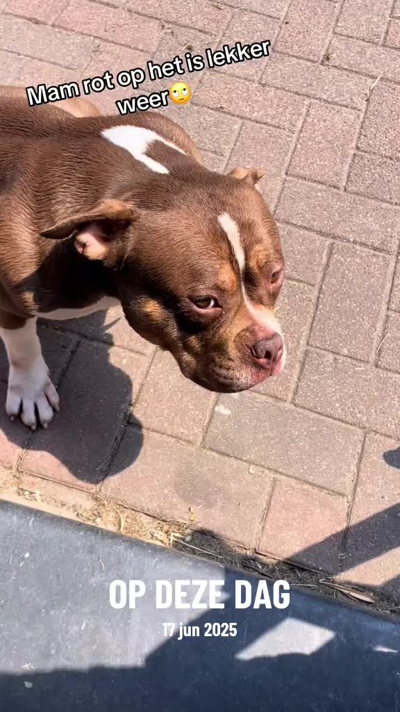 @bigdutchbullykennel