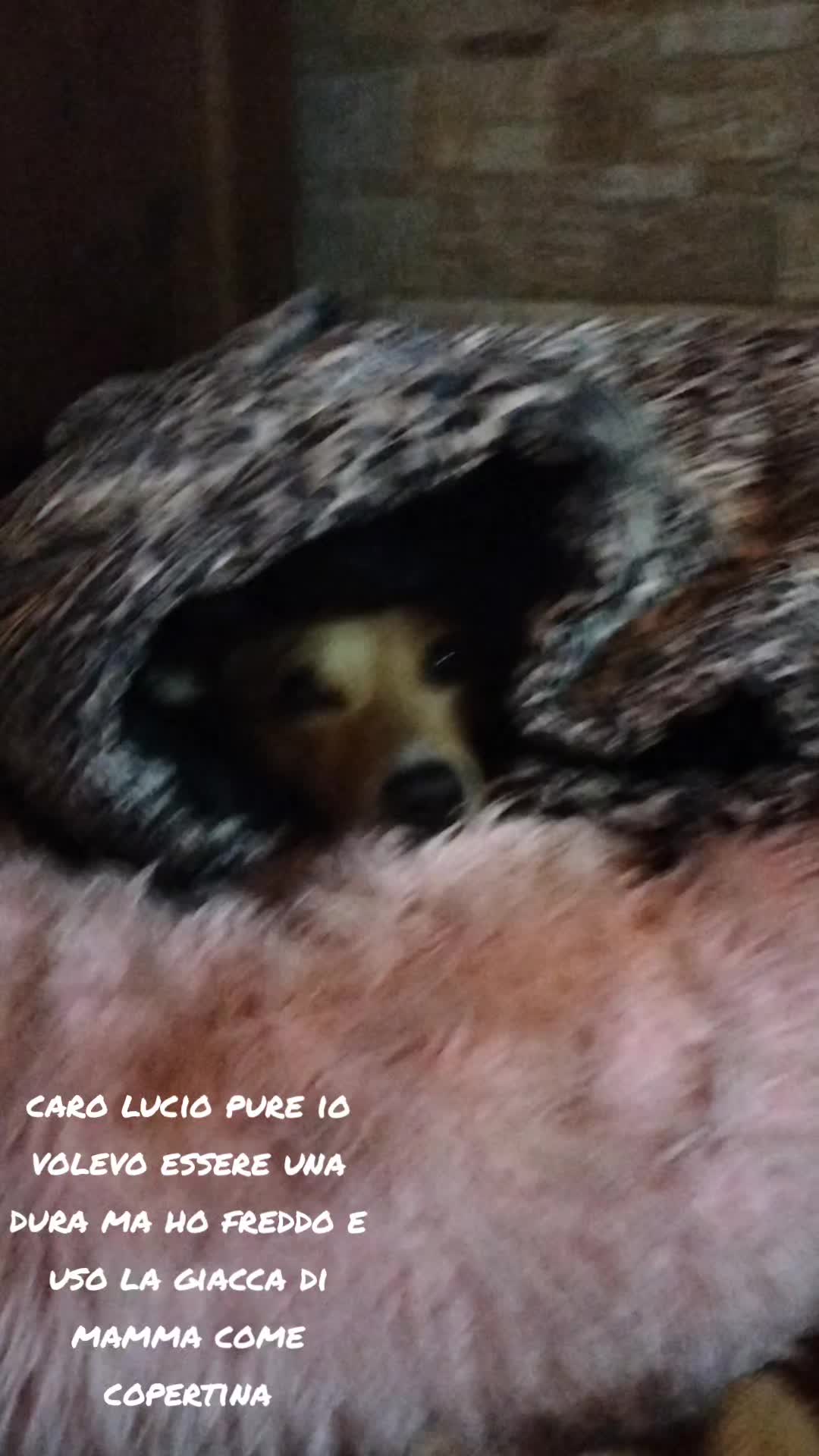 @Emma,Biboo e Silvia♥️🐶😺♥️