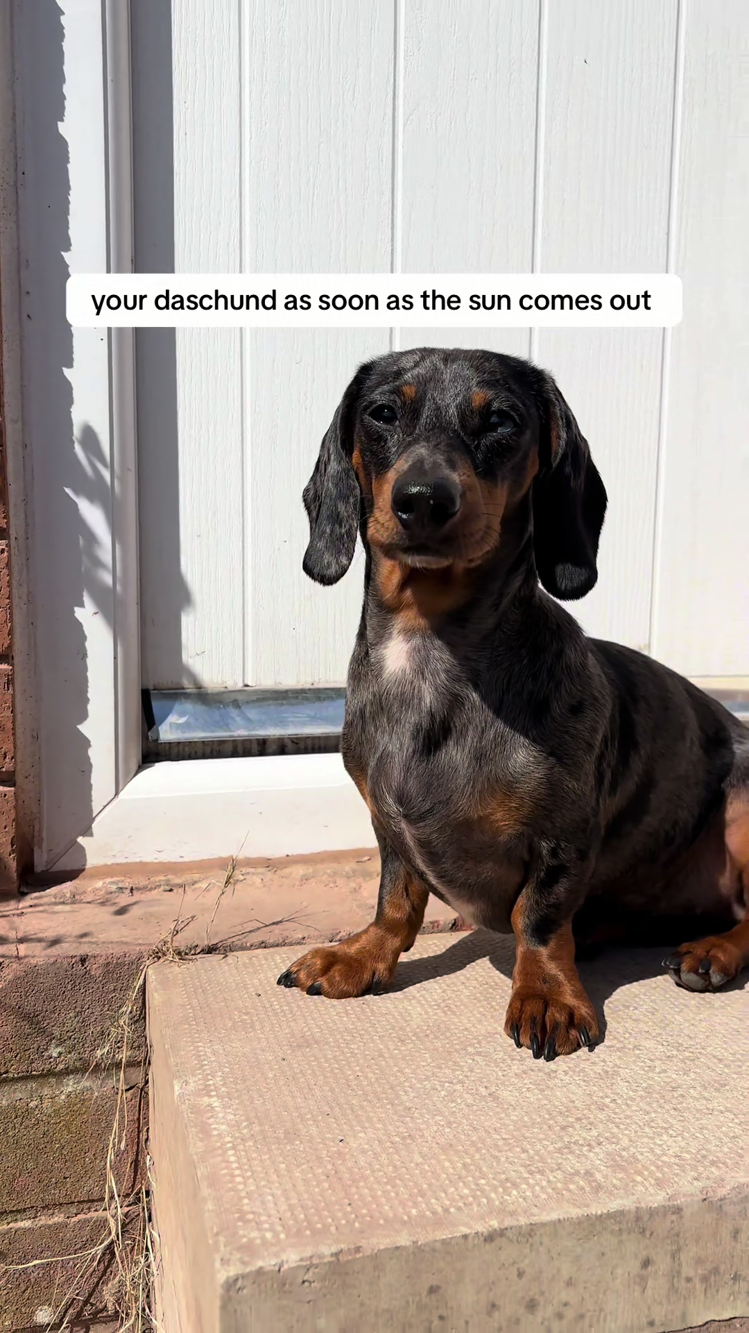 @mylittlesausagebella