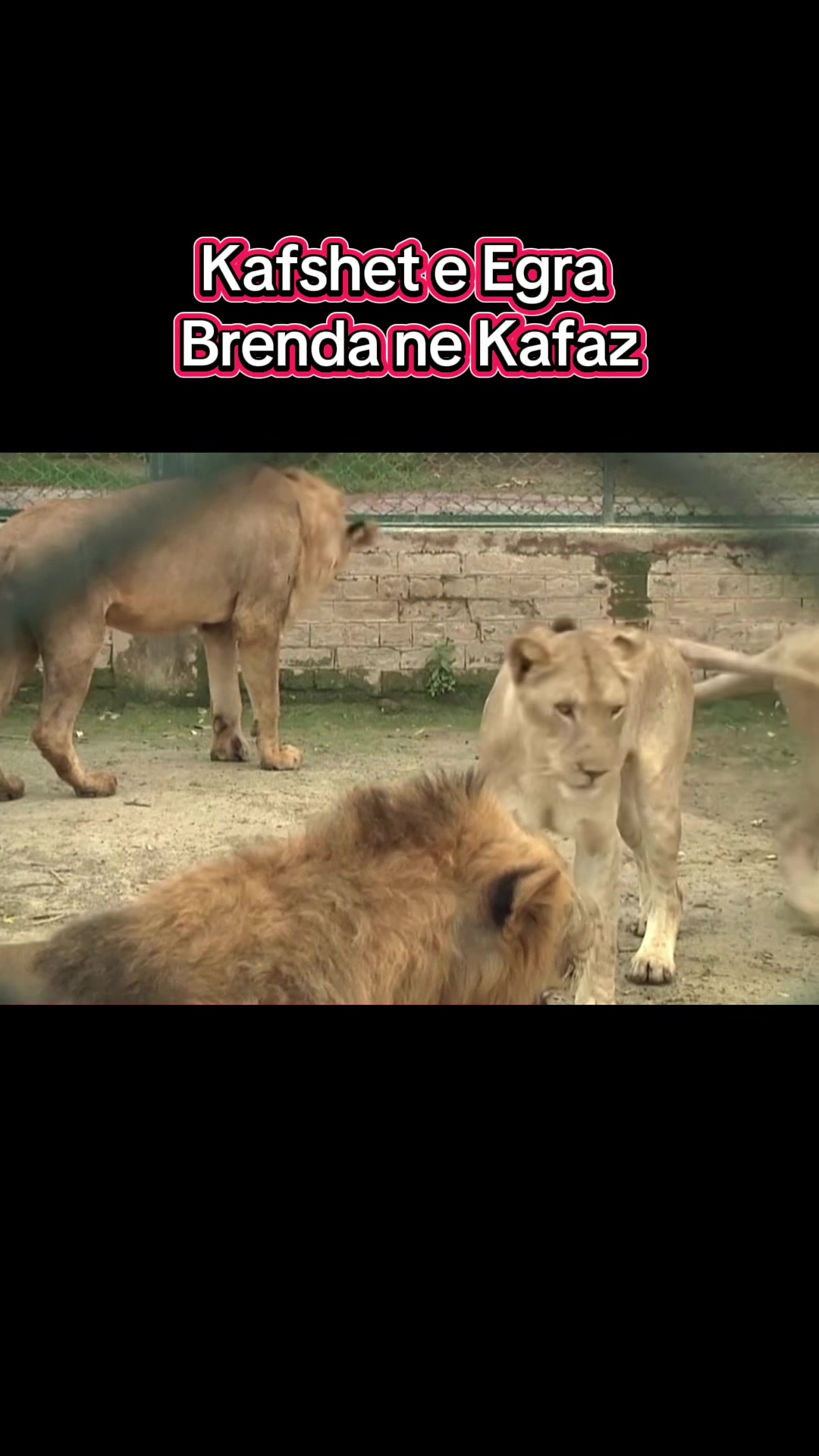 @bankaefundit