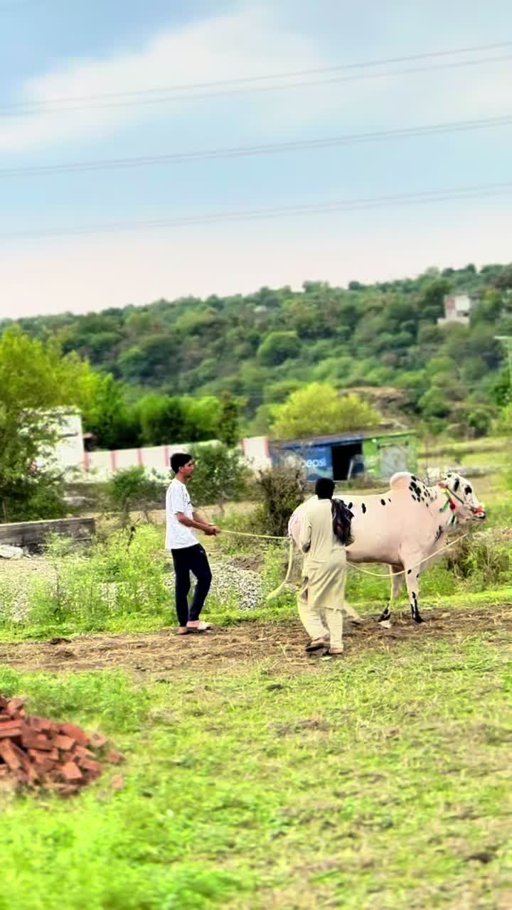 @Hamoon Kashmiri