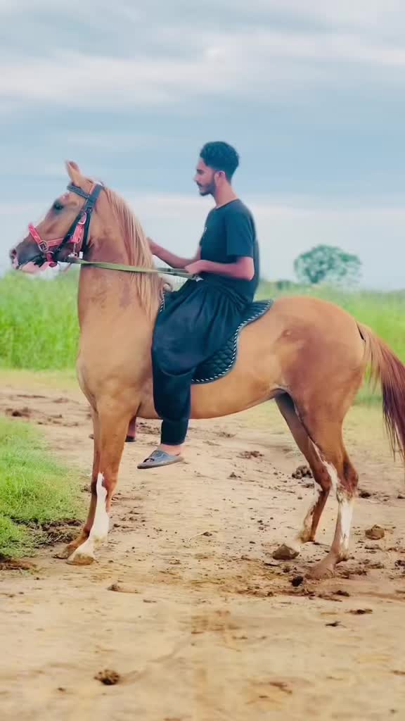 @Ch Hammad bokan ♥️🐎