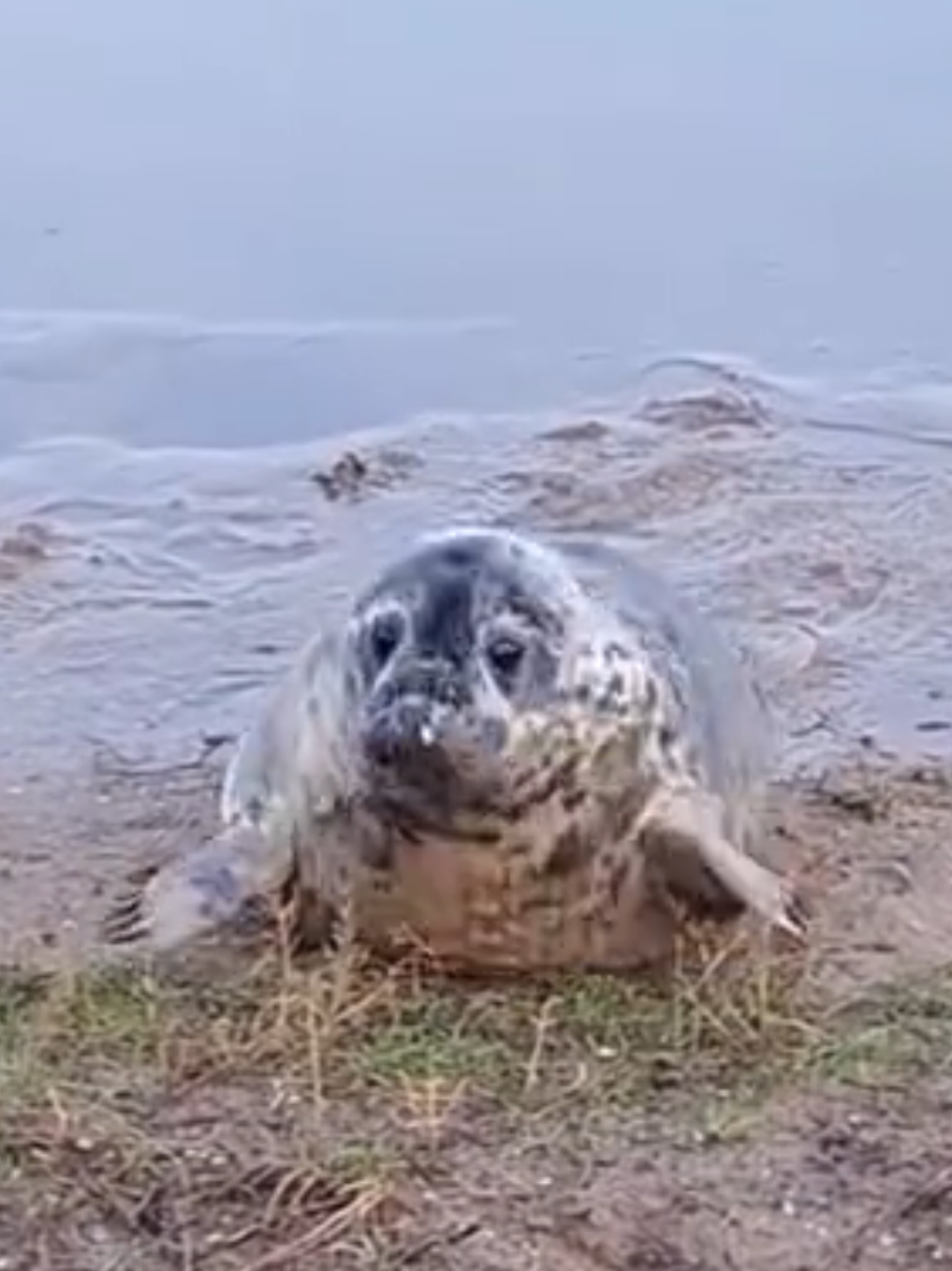 @🩷🎀 seal 🦭🩷