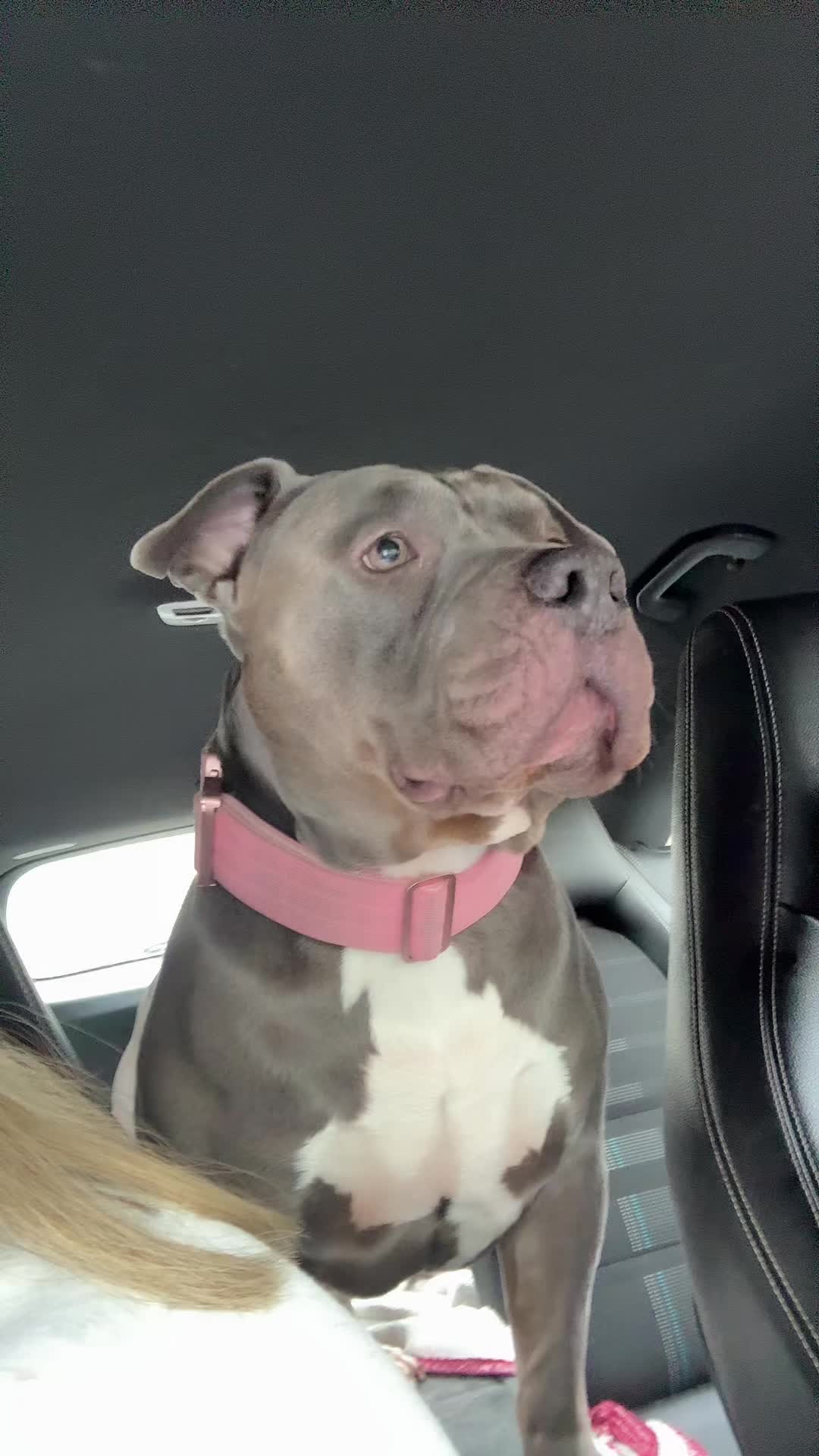 @Uk_dogs.