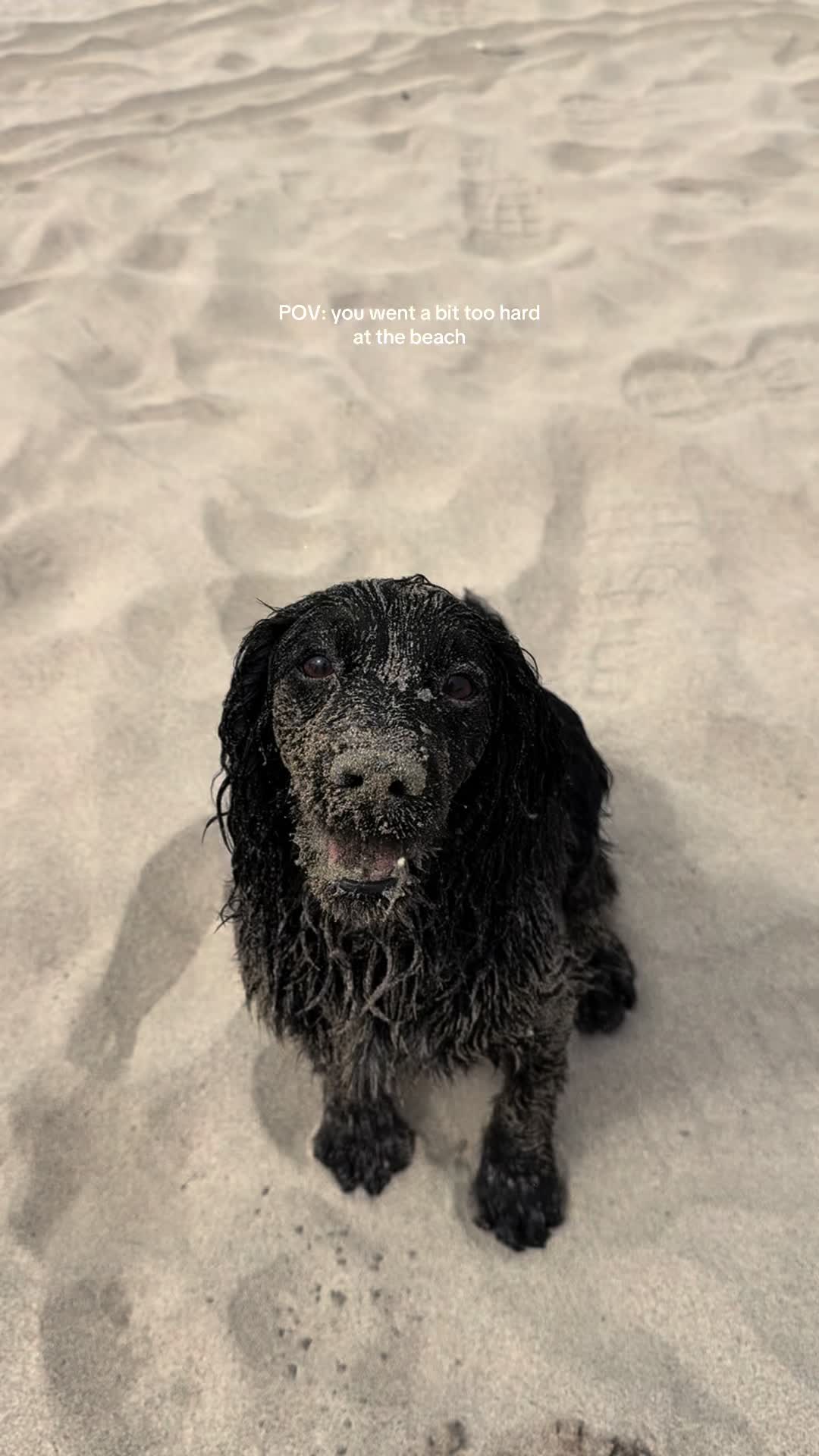 @maggie.moo.cocker