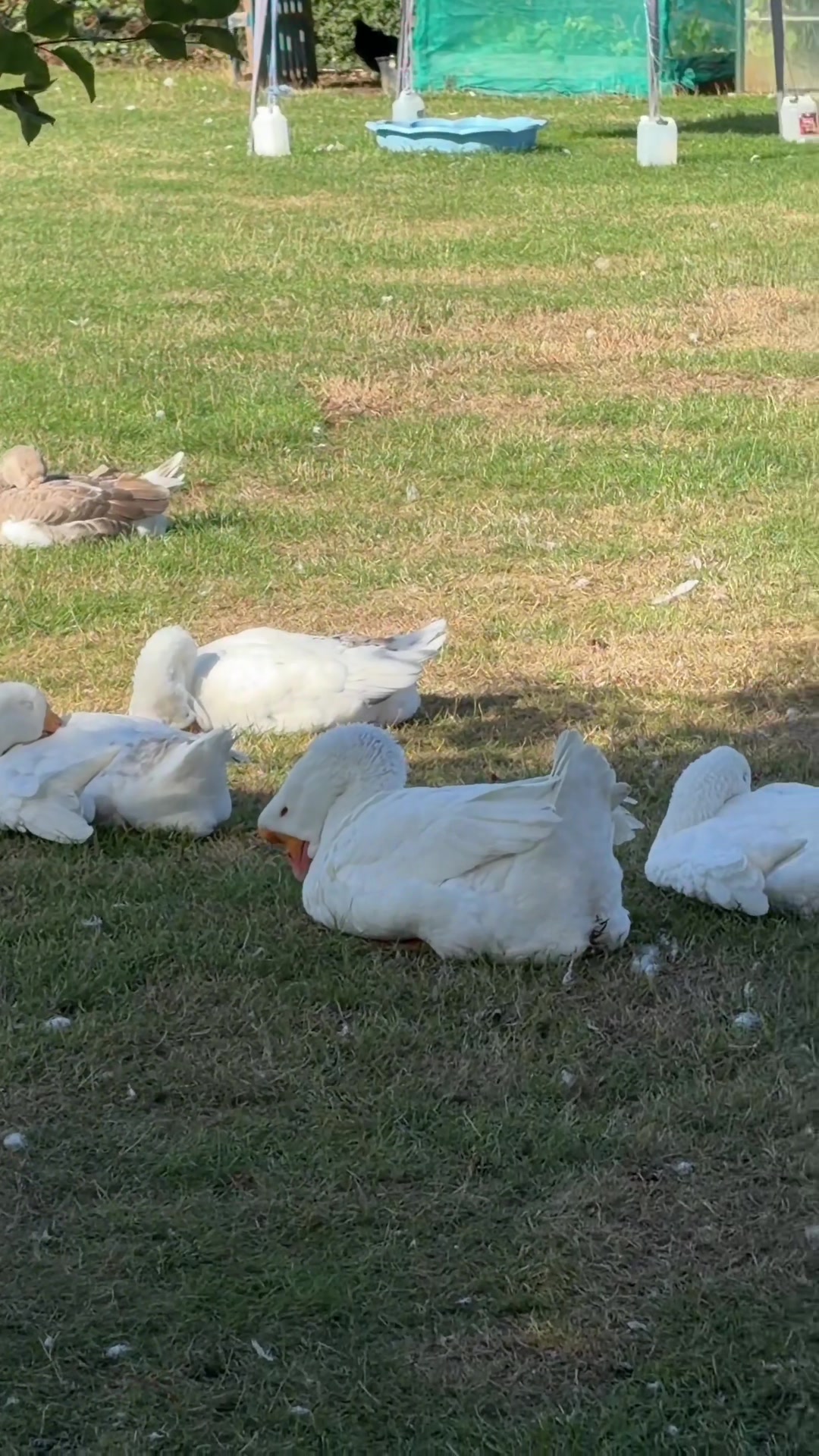 @Willsbirdsanddogs