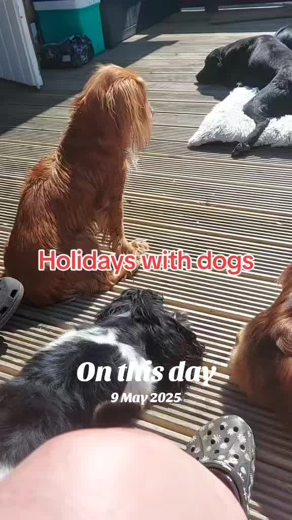 @Ali & 7 Dogs