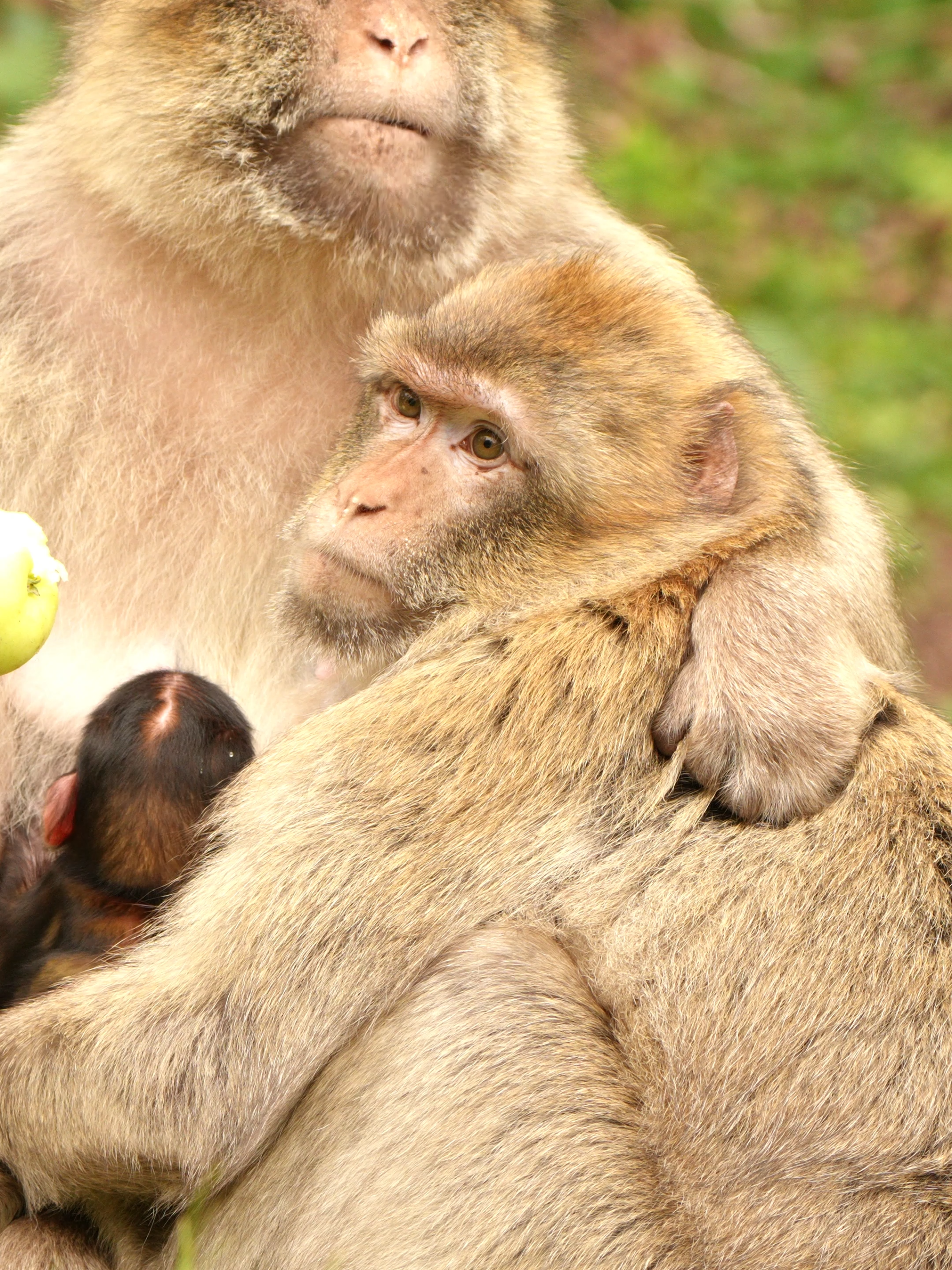 @Monkey Forest