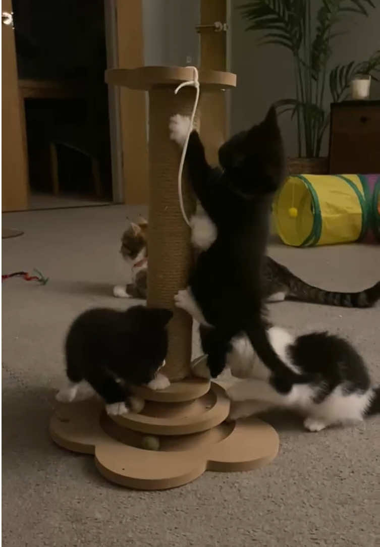 @Chloe Cat