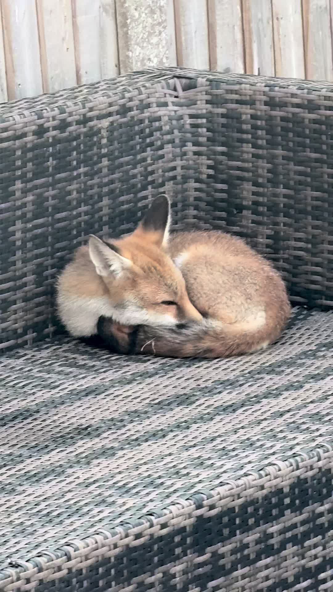 @gp_wildlife