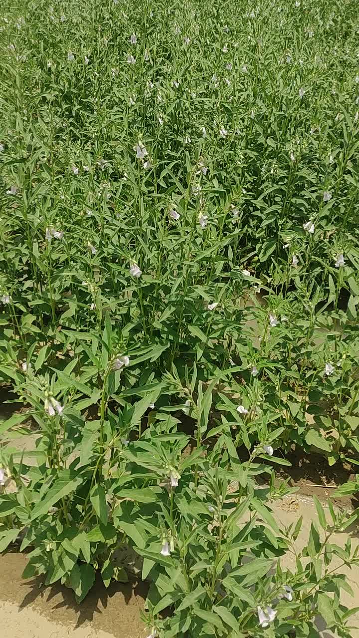 @Sarfraz qadri sahu
