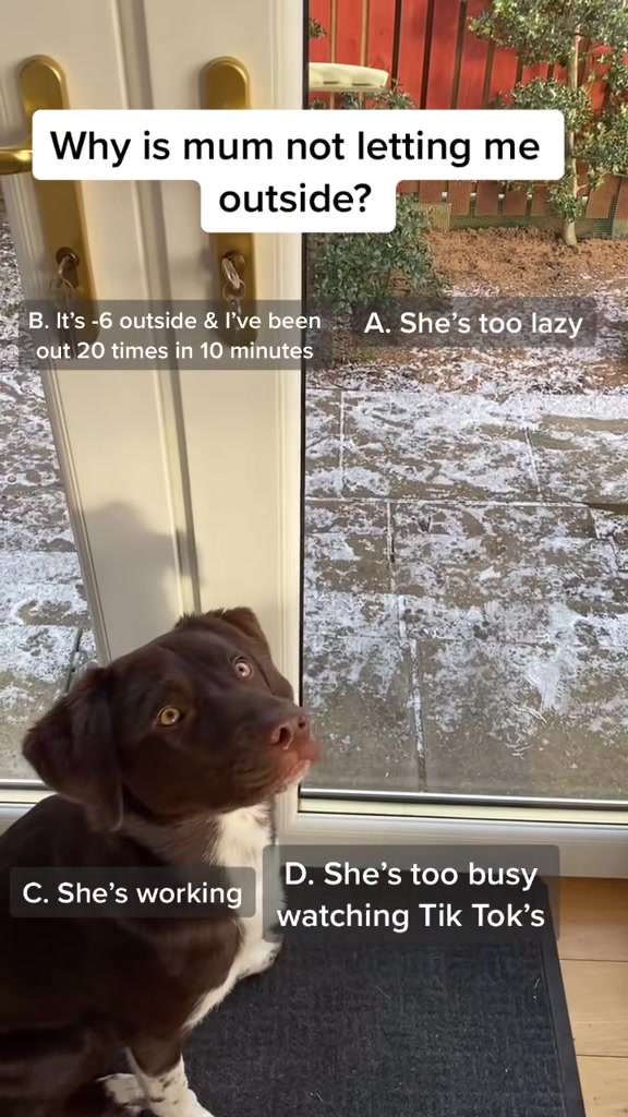 @Kali the Collie Labrador