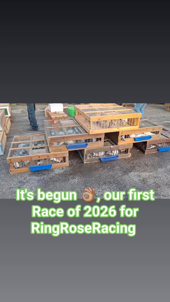 @RingRoseRacingRaptoViverePresa